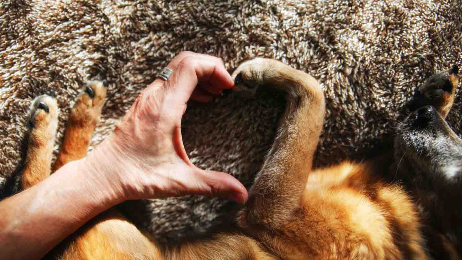 Heart shape dog paw and human hand
