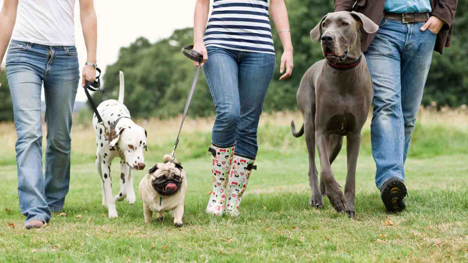 People walking dogs