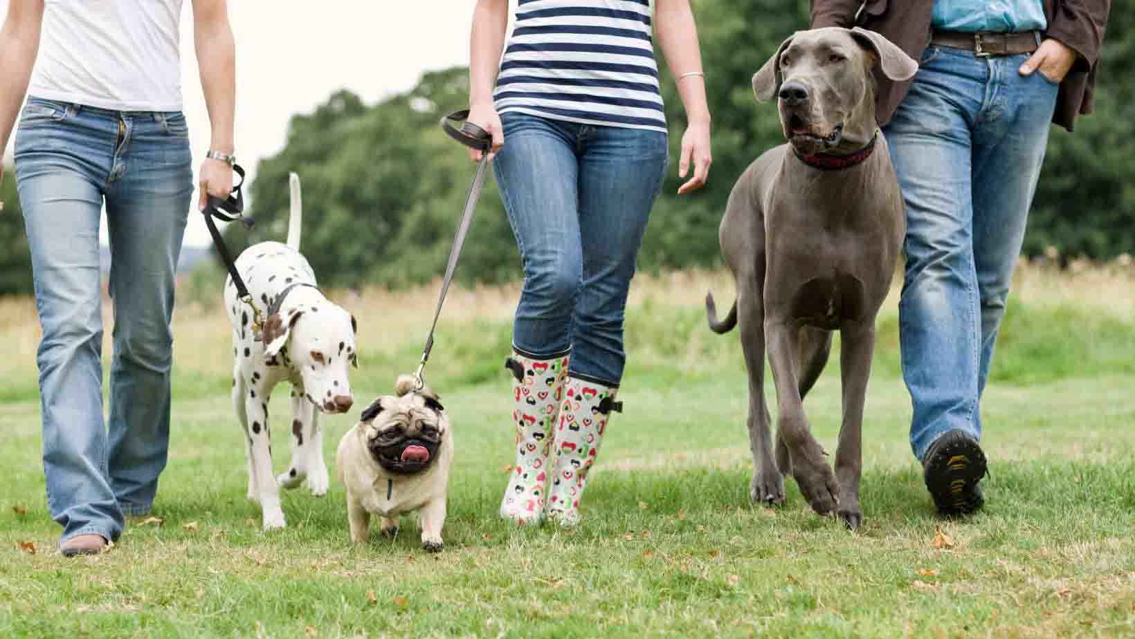 Pati Pets Dog Tales - Stories & Tips for Caring for Your Canine