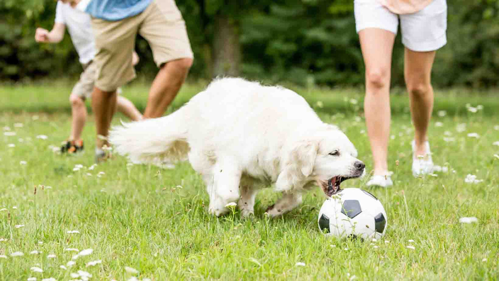 A dog chasing a ball