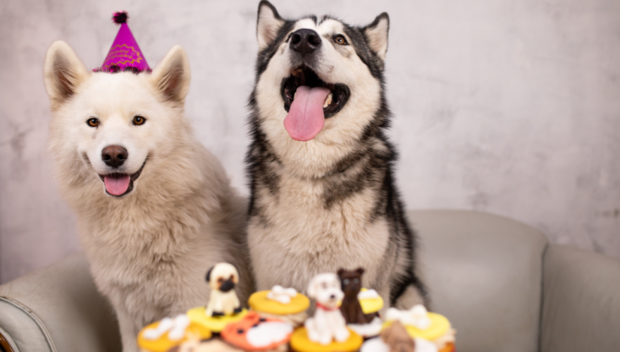 Celebrating Your Dog’s Birthday: Accessory Ideas for a Pawsome Party