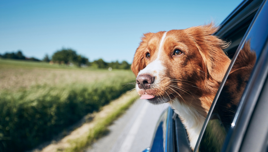 Travelling with Your Dog: Essential Gear for a Smooth Trip
