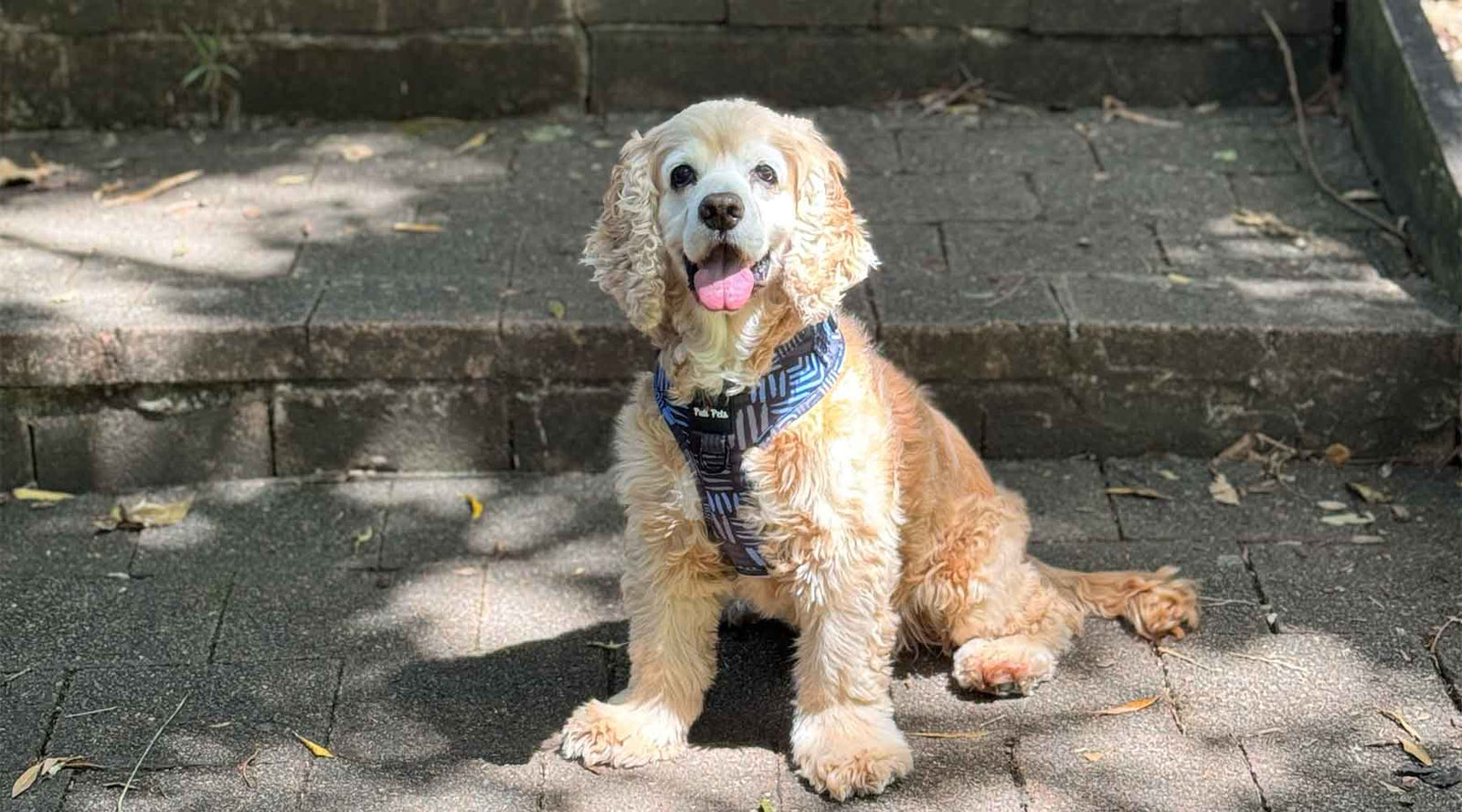 Golden retriever sitting outdoors on stone steps, wearing a stylish blue Pati Pets harness, radiating happiness in the sunlight.