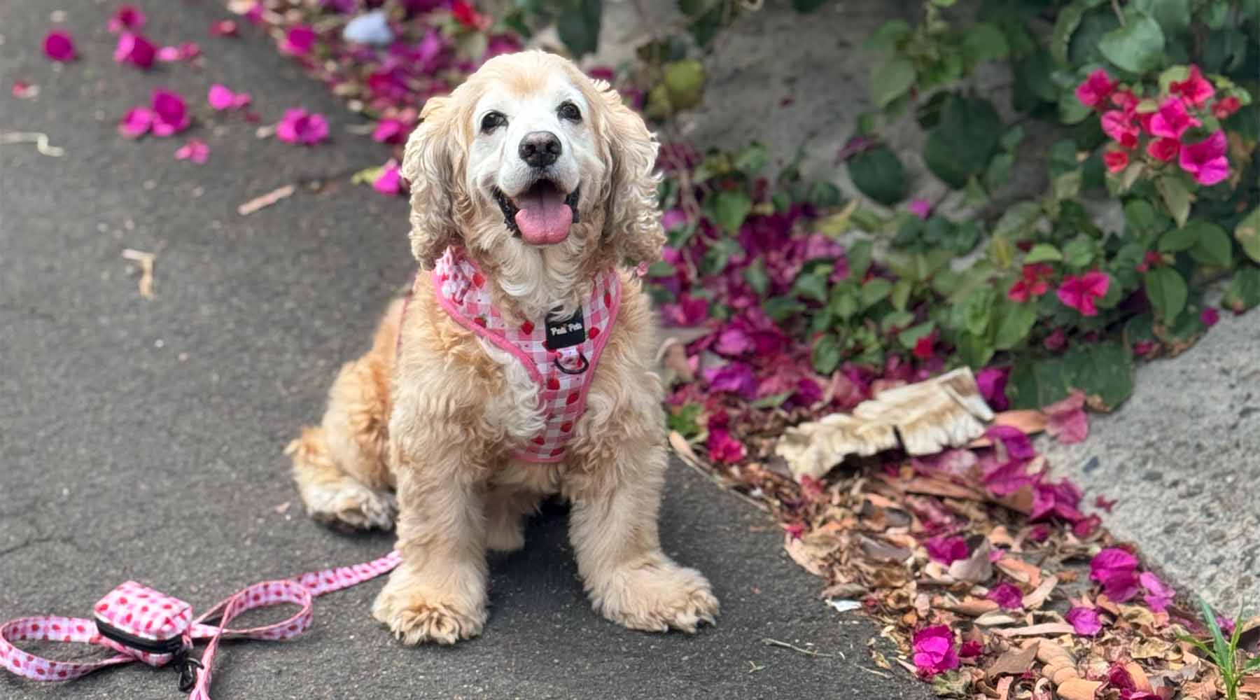 Pati Pets Dog Tales - Stories & Tips for Caring for Your Canine