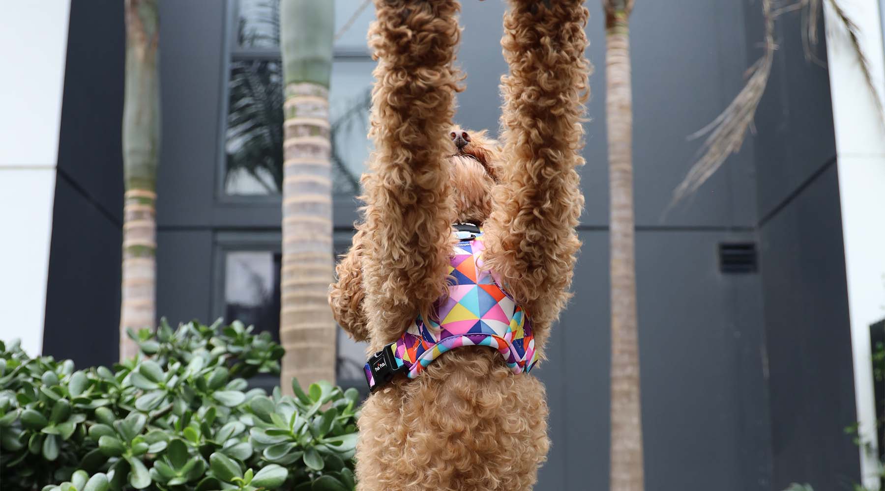 Pati Pets Dog Tales - Stories & Tips for Caring for Your Canine