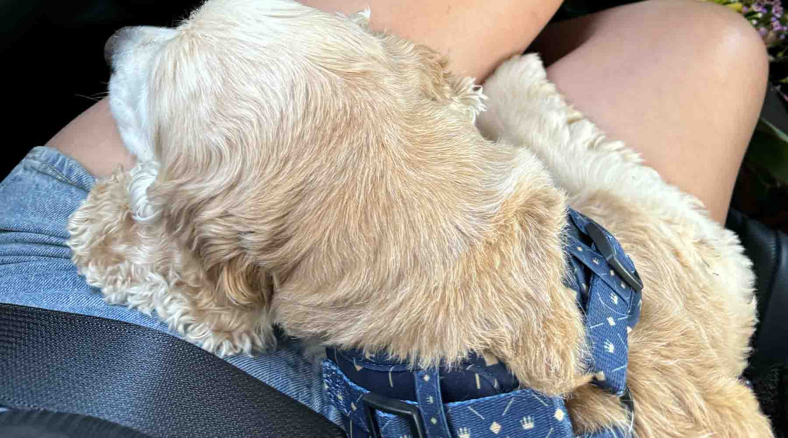 Cocker spaniel resting on a person's lap, wearing a stylish blue Pati Pets harness with a Royal Elegance crown pattern, enjoying a calm and cozy moment.