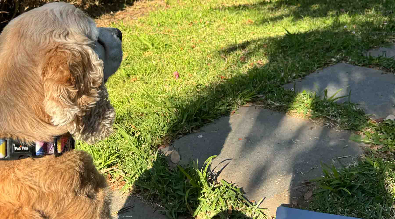 Cocker spaniel sitting on a grassy path, wearing a colourful Delta Festival Pati Pets collar, enjoying the peaceful outdoors in the sunlight.