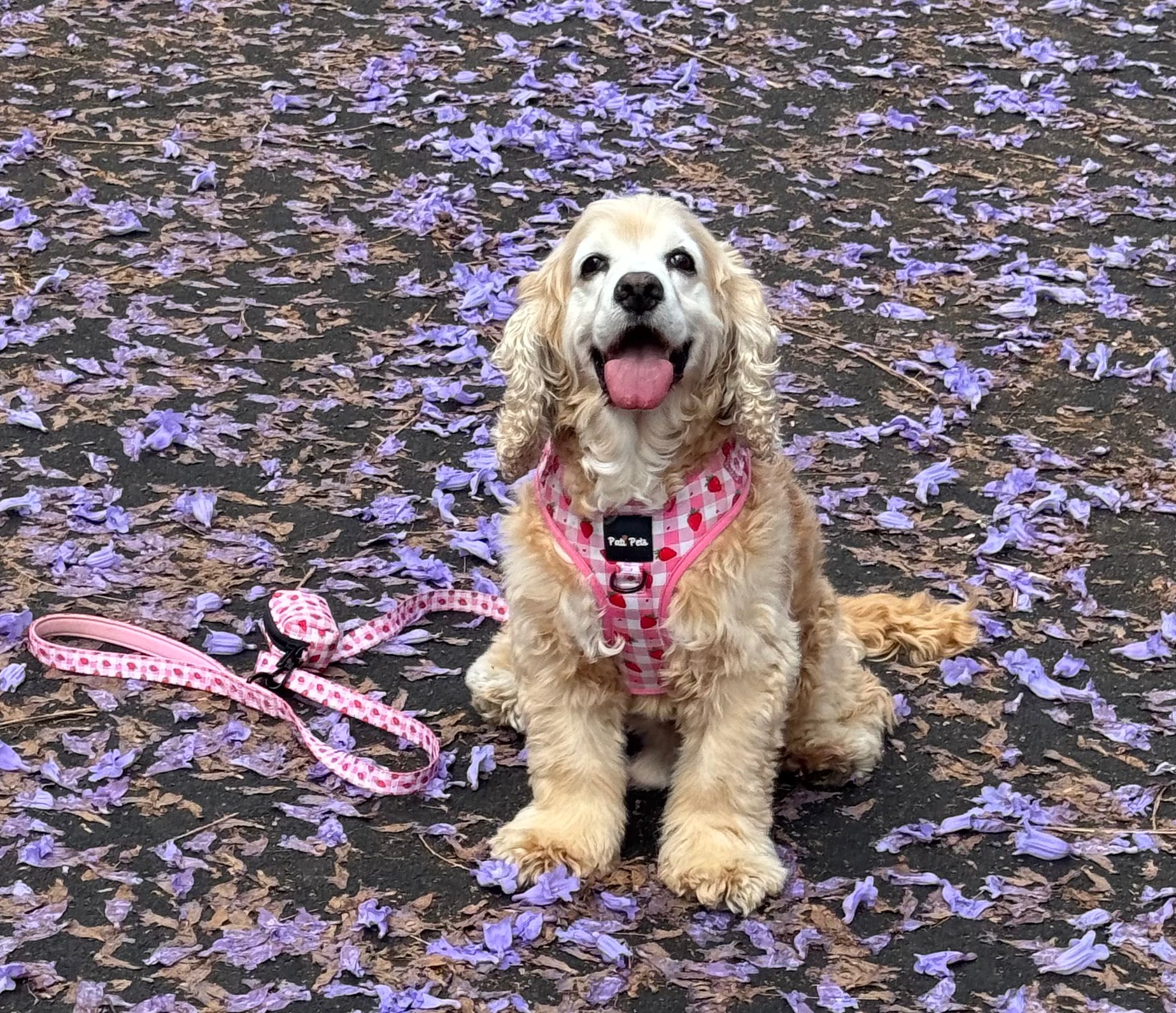 Complete Walk Set | Strawberry Jumble