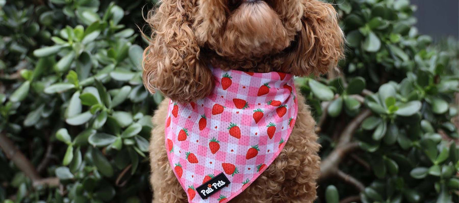 High-quality attachable dog accessories with superior comfort