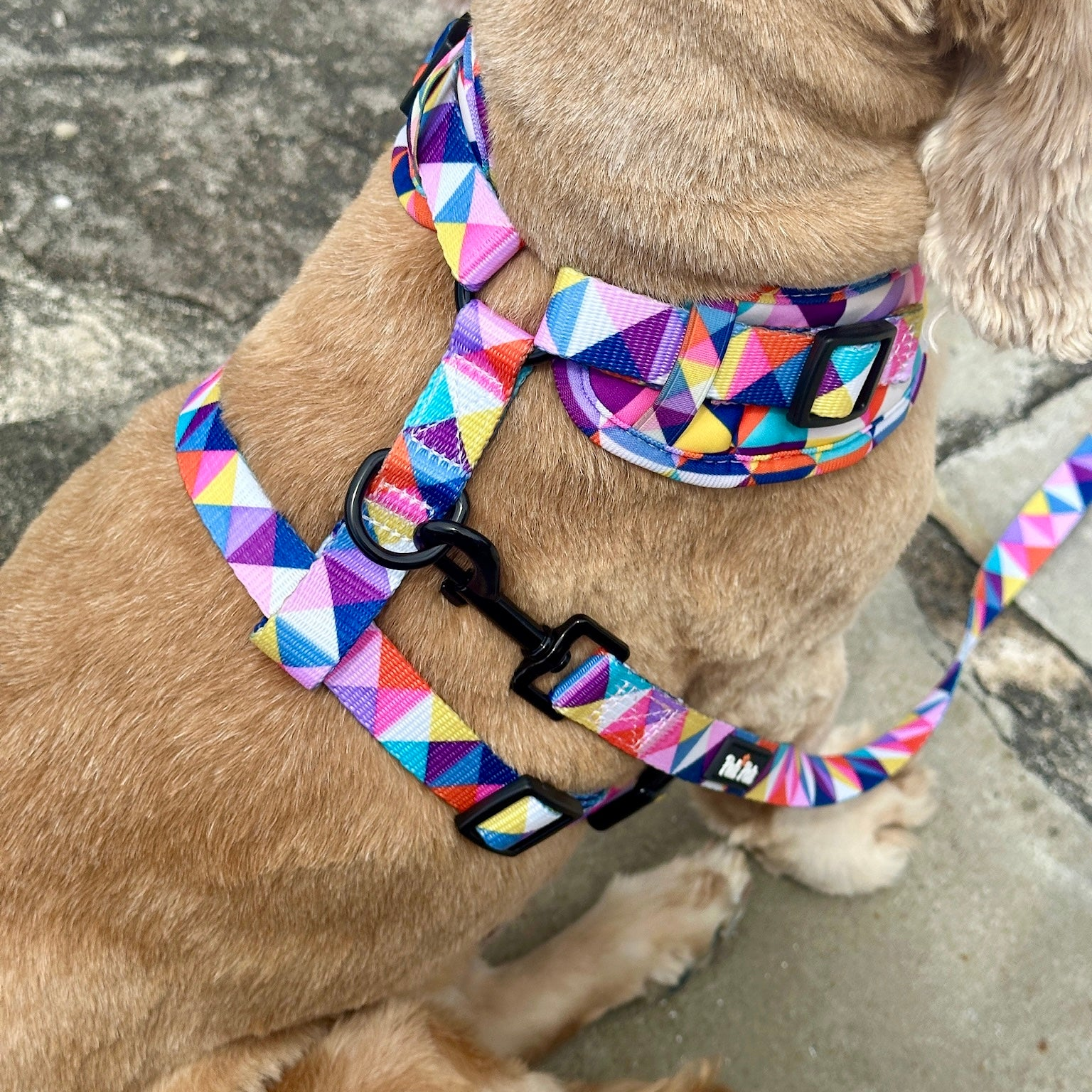 Complete Walk Set | Delta Festival